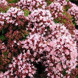 Foto van de desbetreffende plant